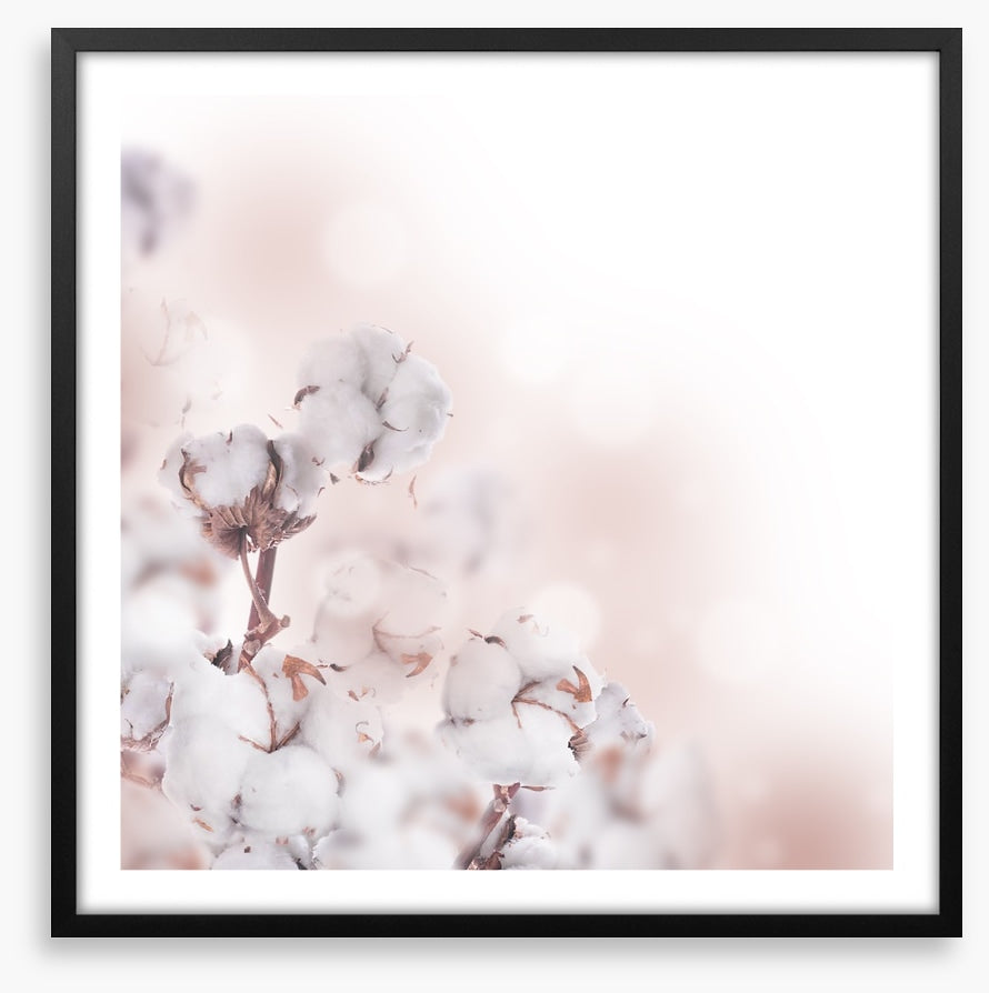 Cotton clouds