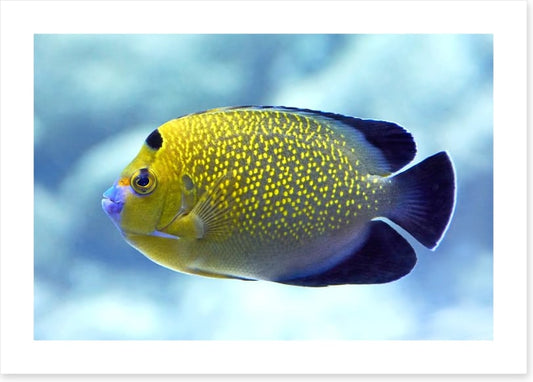 Goldflake angelfish