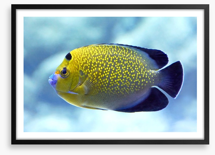 Goldflake angelfish