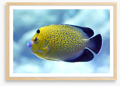 Goldflake angelfish