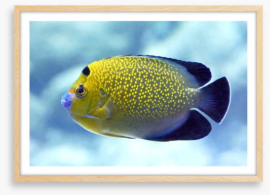 Goldflake angelfish