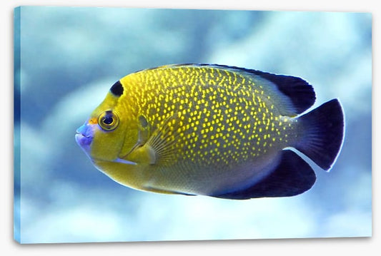Goldflake angelfish