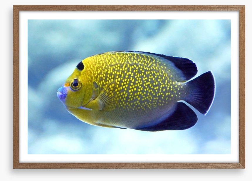 Goldflake angelfish