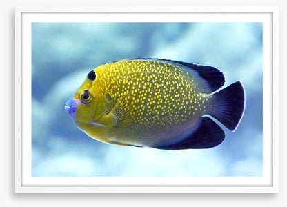 Goldflake angelfish