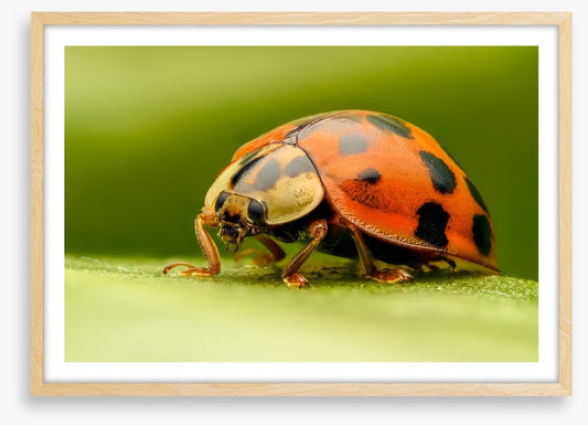 Insects