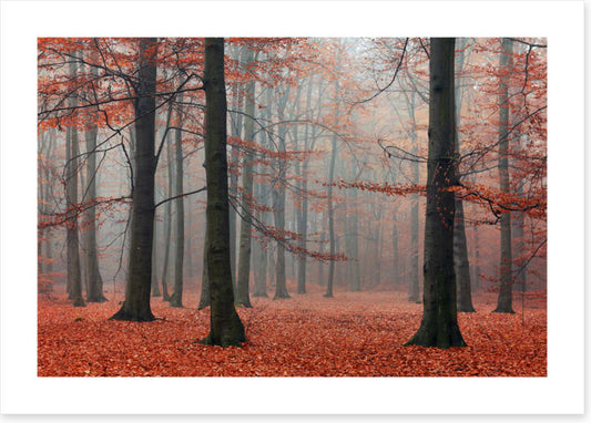 Forests