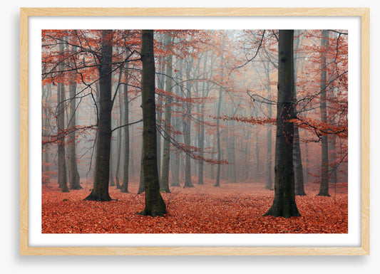 Forests