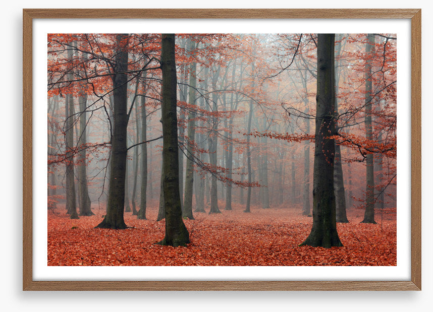 Forests