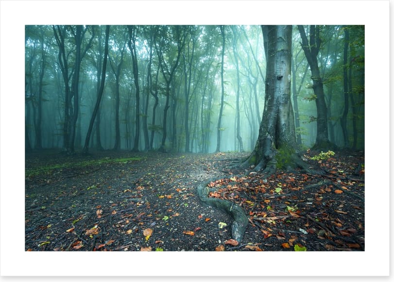 Mystical forest