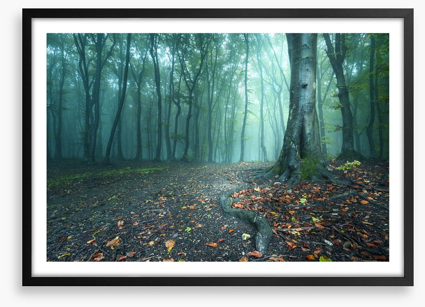 Mystical forest