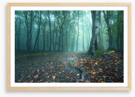 Mystical forest