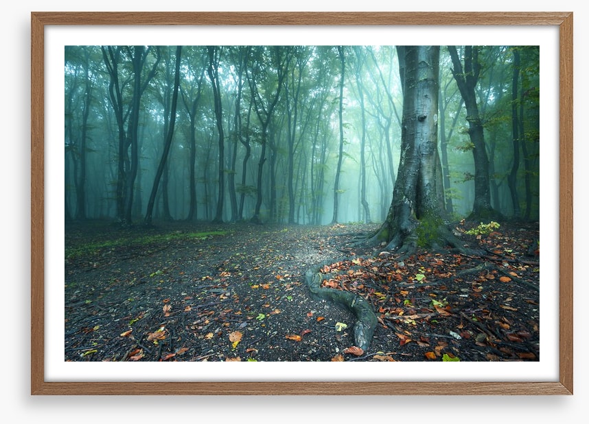 Mystical forest