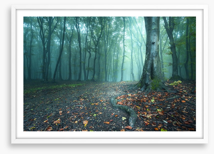 Mystical forest