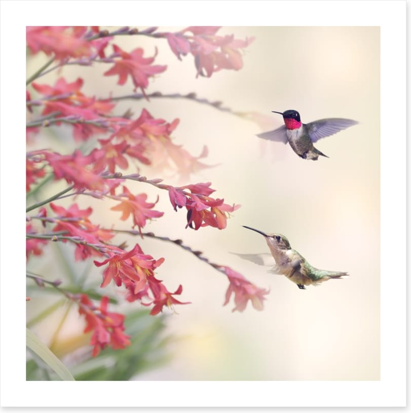 Hummingbirds and wildflowers