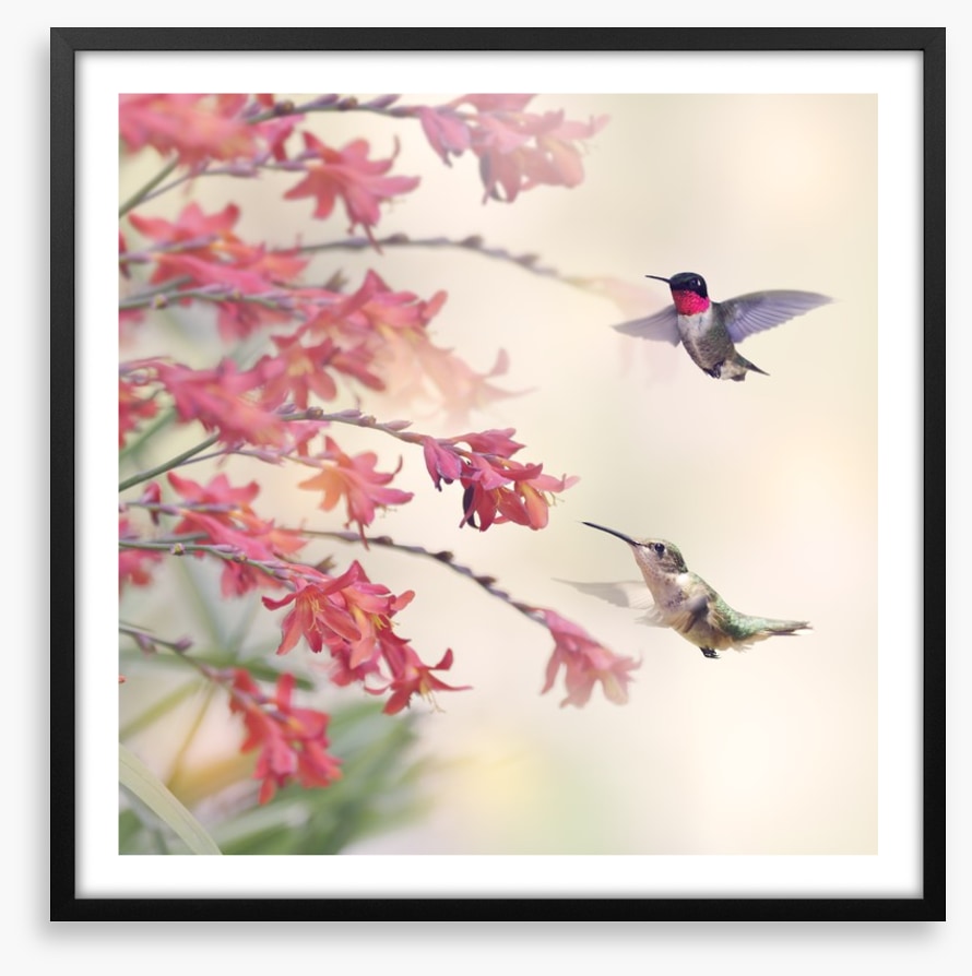Hummingbirds and wildflowers