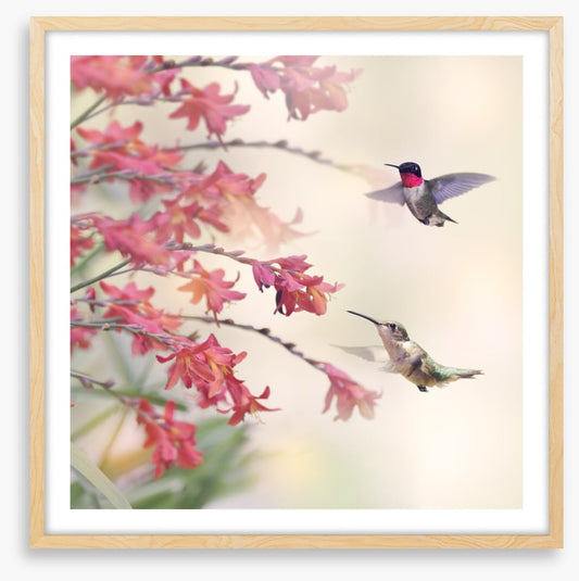 Hummingbirds and wildflowers