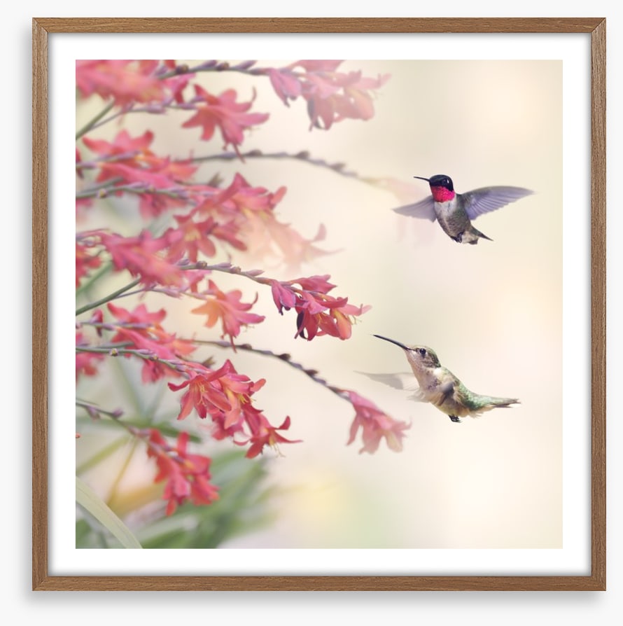 Hummingbirds and wildflowers