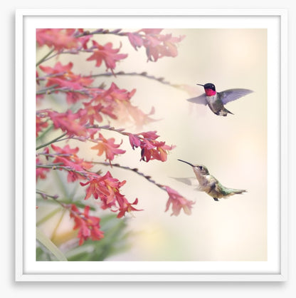 Hummingbirds and wildflowers