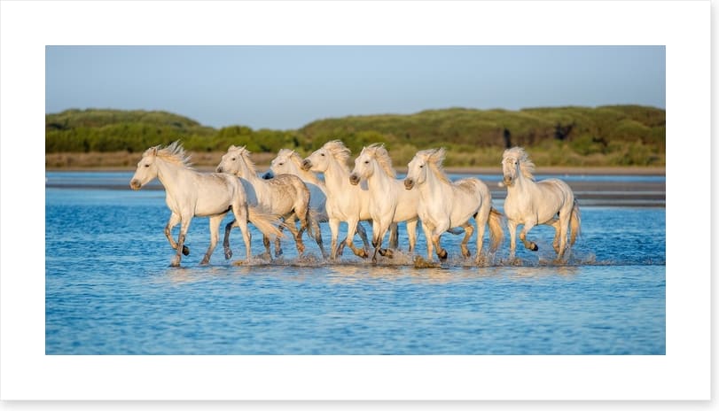 Mammals