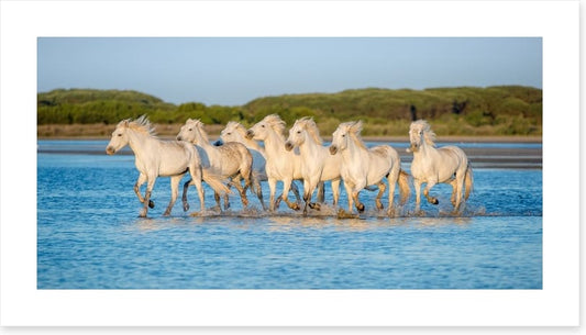 Mammals