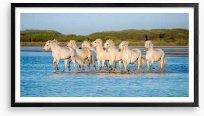 Mammals