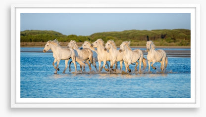Mammals