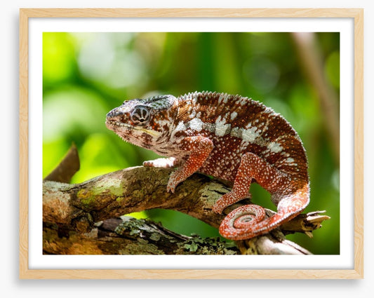 Reptiles / Amphibian