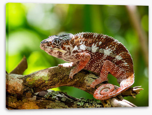 Reptiles / Amphibian