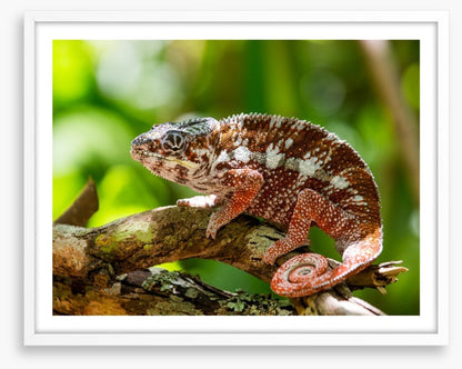Reptiles / Amphibian