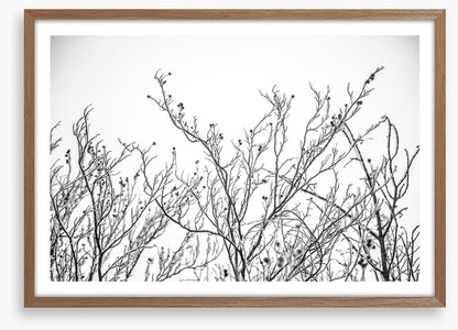 A touch of frost