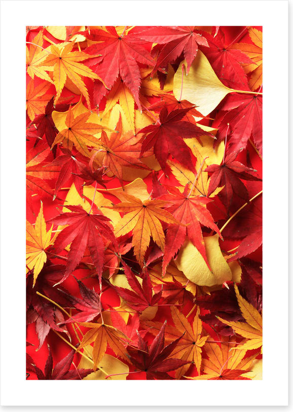 Leaves