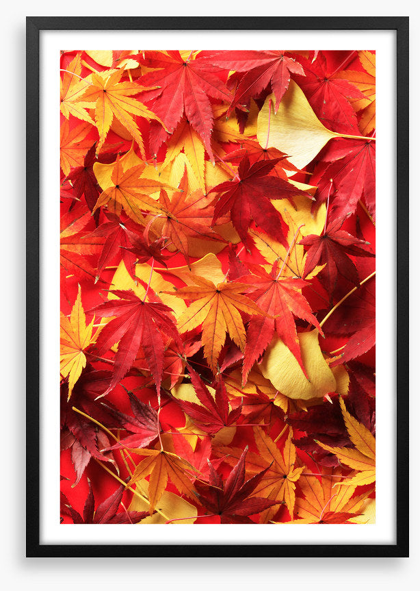 Leaves