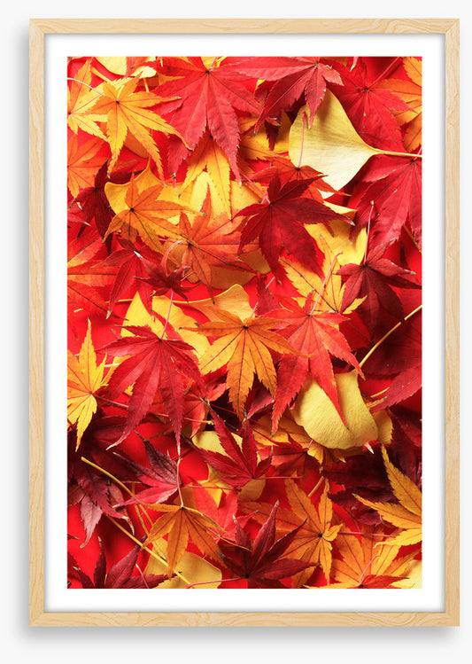 Leaves
