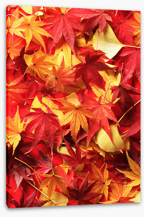 Leaves