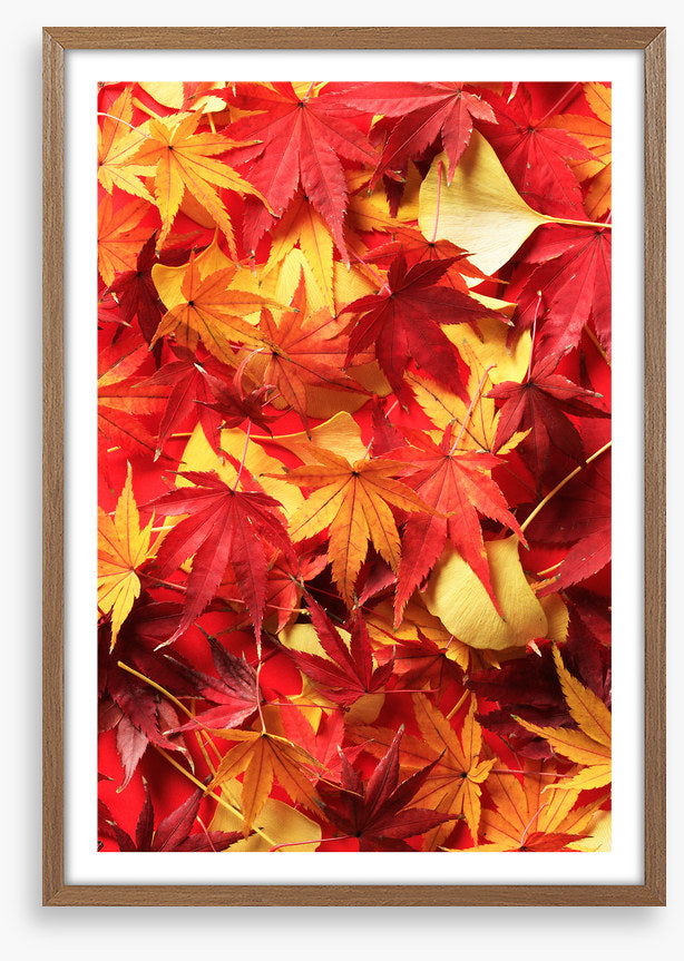 Leaves