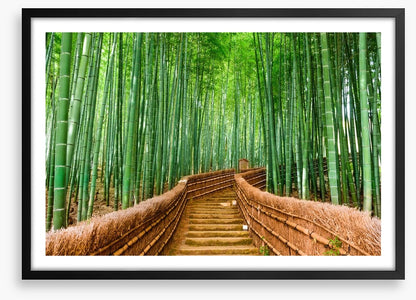 Bamboo forest path, Kyoto