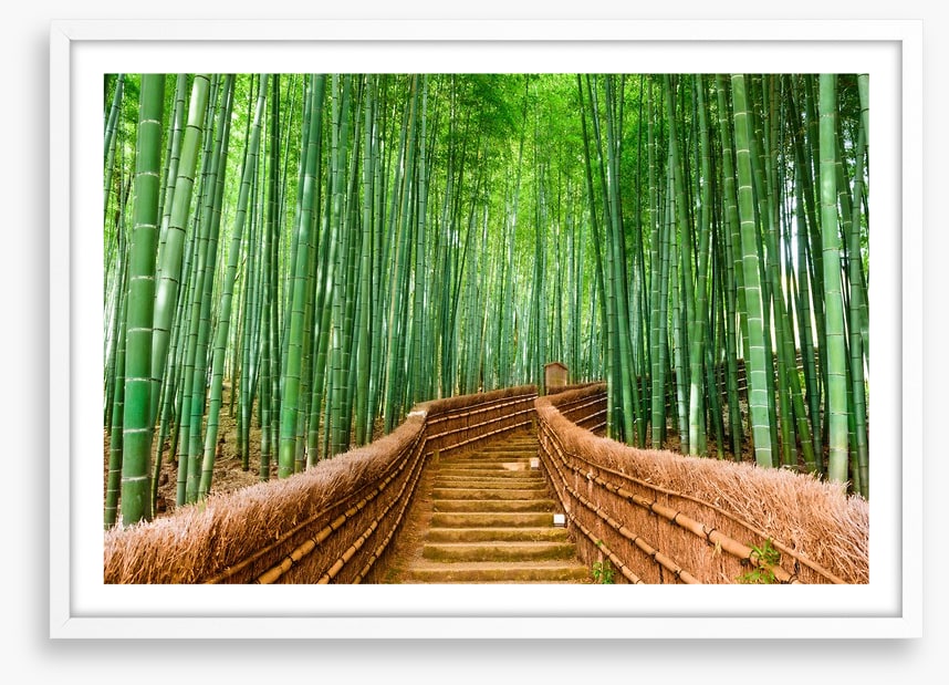 Bamboo forest path, Kyoto