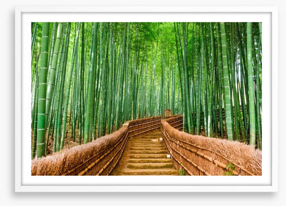 Bamboo forest path, Kyoto