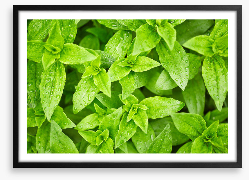 Leaves