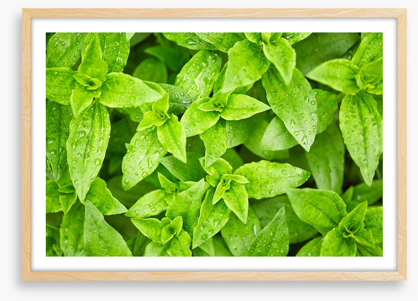 Leaves