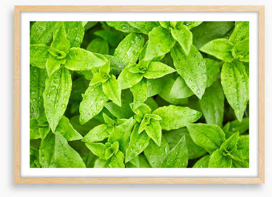 Leaves