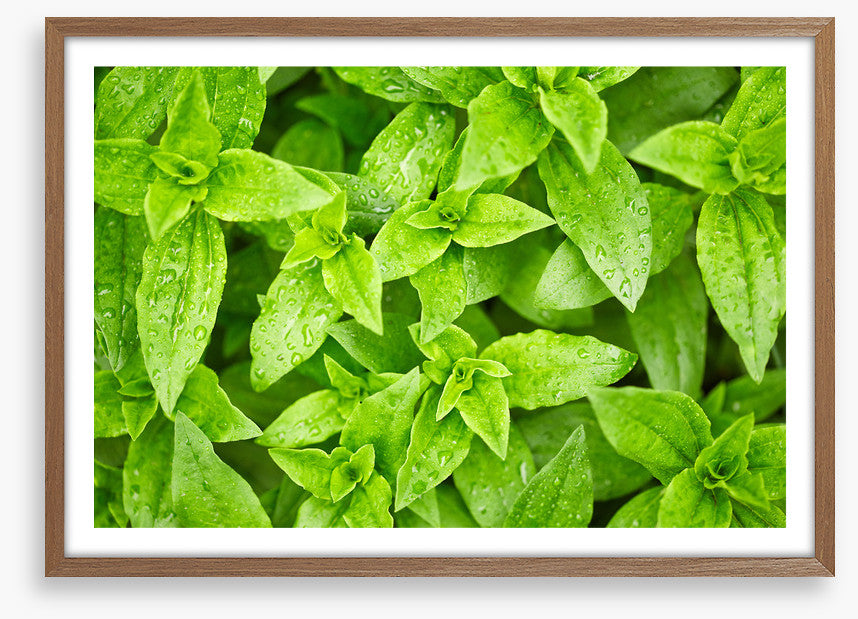 Leaves