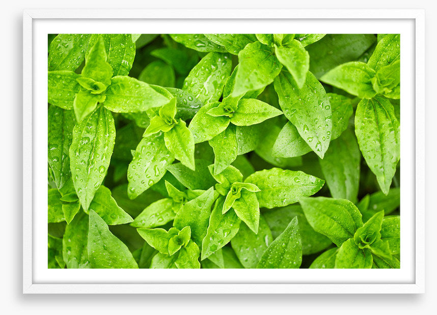 Leaves