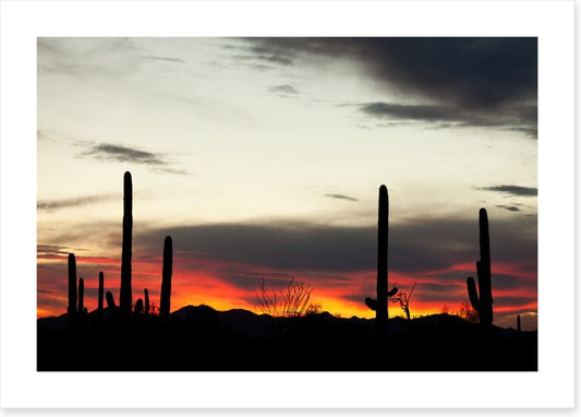 Saguaro sunset