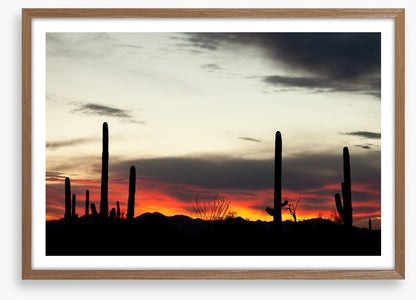 Saguaro sunset