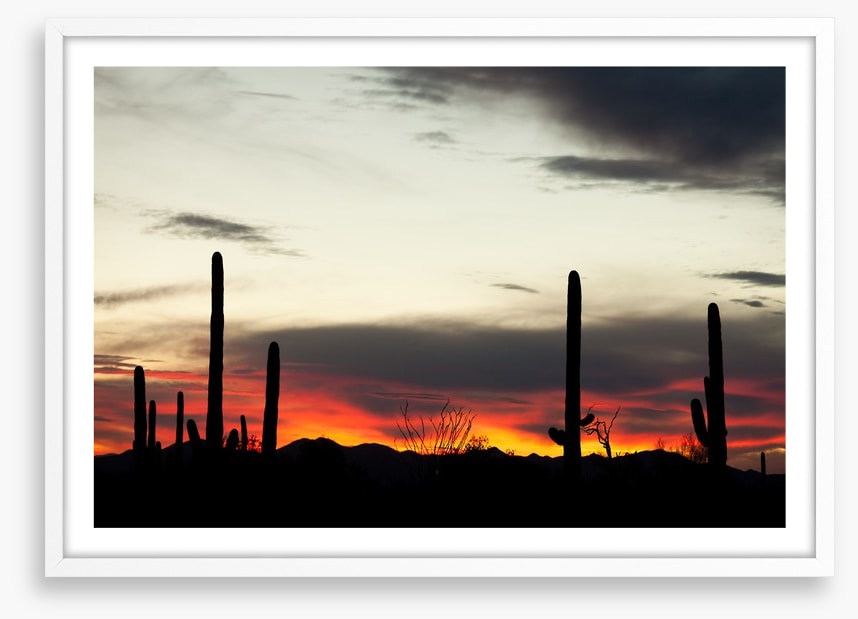 Saguaro sunset