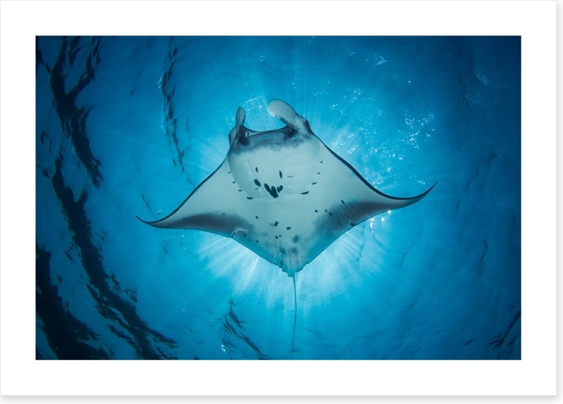 Under the Manta Ray