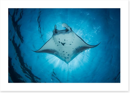 Under the Manta Ray