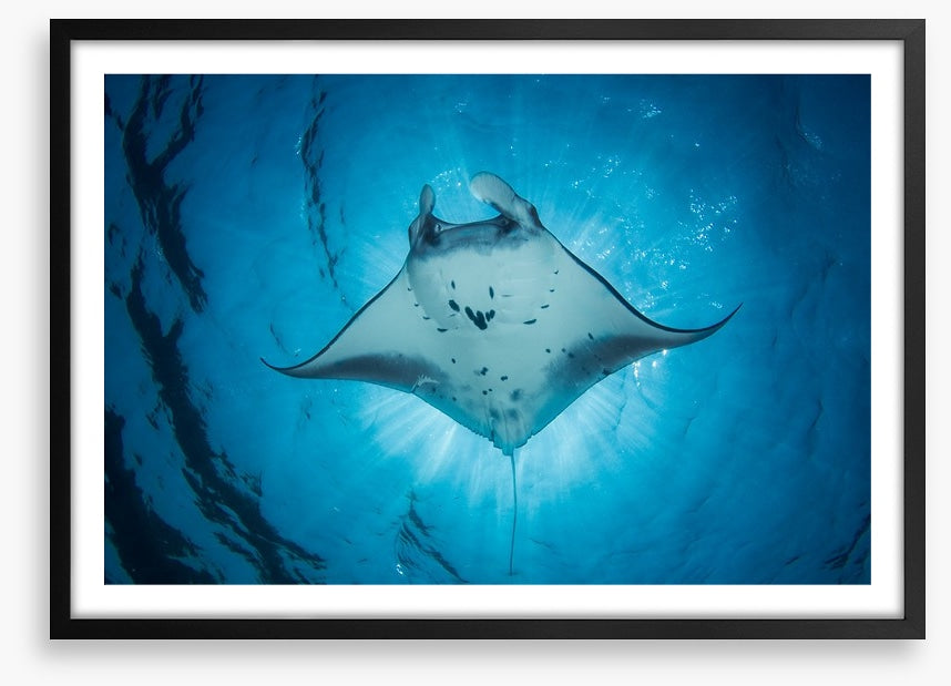 Under the Manta Ray