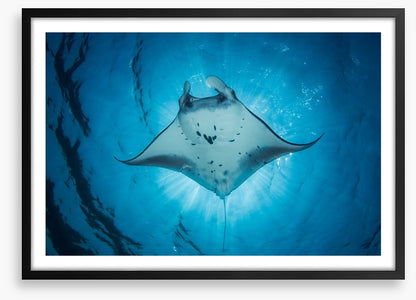 Under the Manta Ray